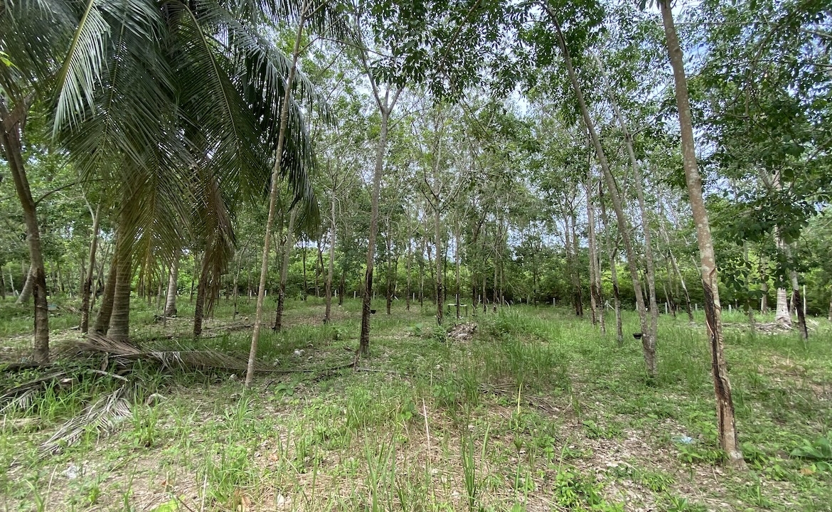 Tong Krut Land Plots For Sale