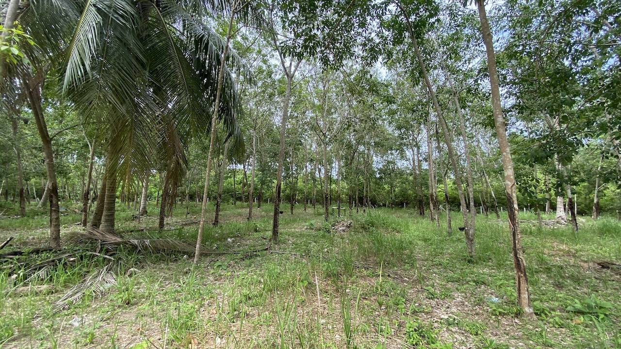 Tong Krut Land Plots For Sale