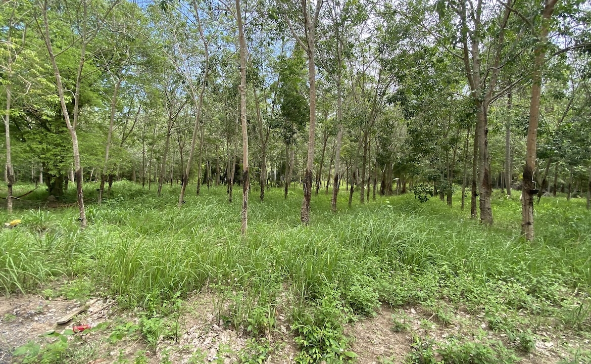 Tong Krut Land Plots For Sale