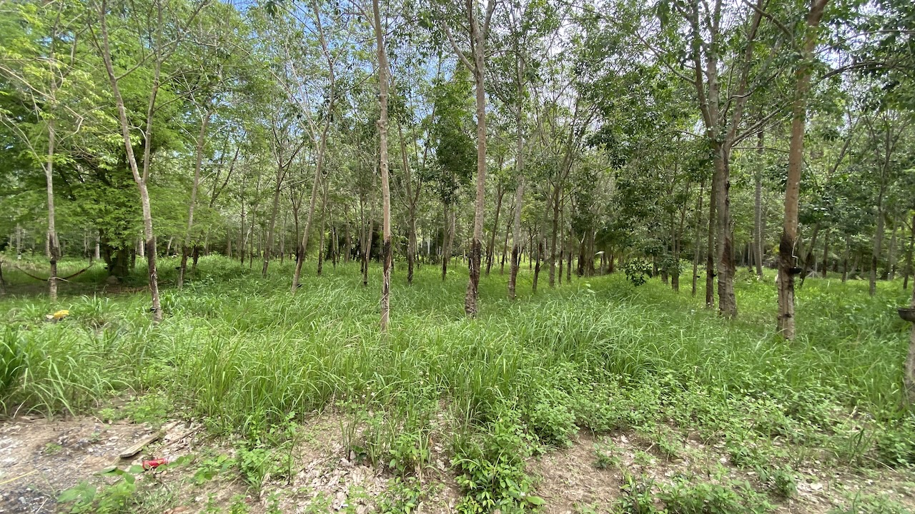 Tong Krut Land Plots For Sale
