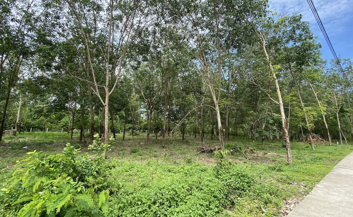 Tong Krut Land Plots For Sale