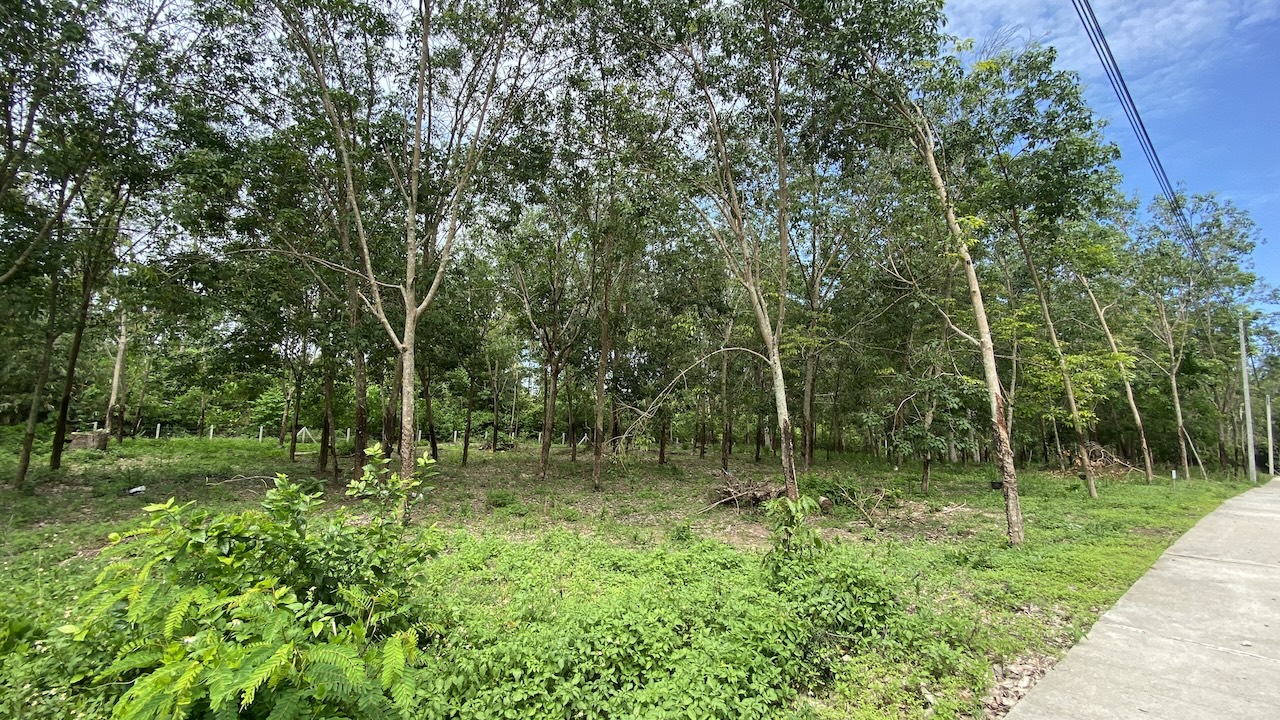 Tong Krut Land Plots For Sale