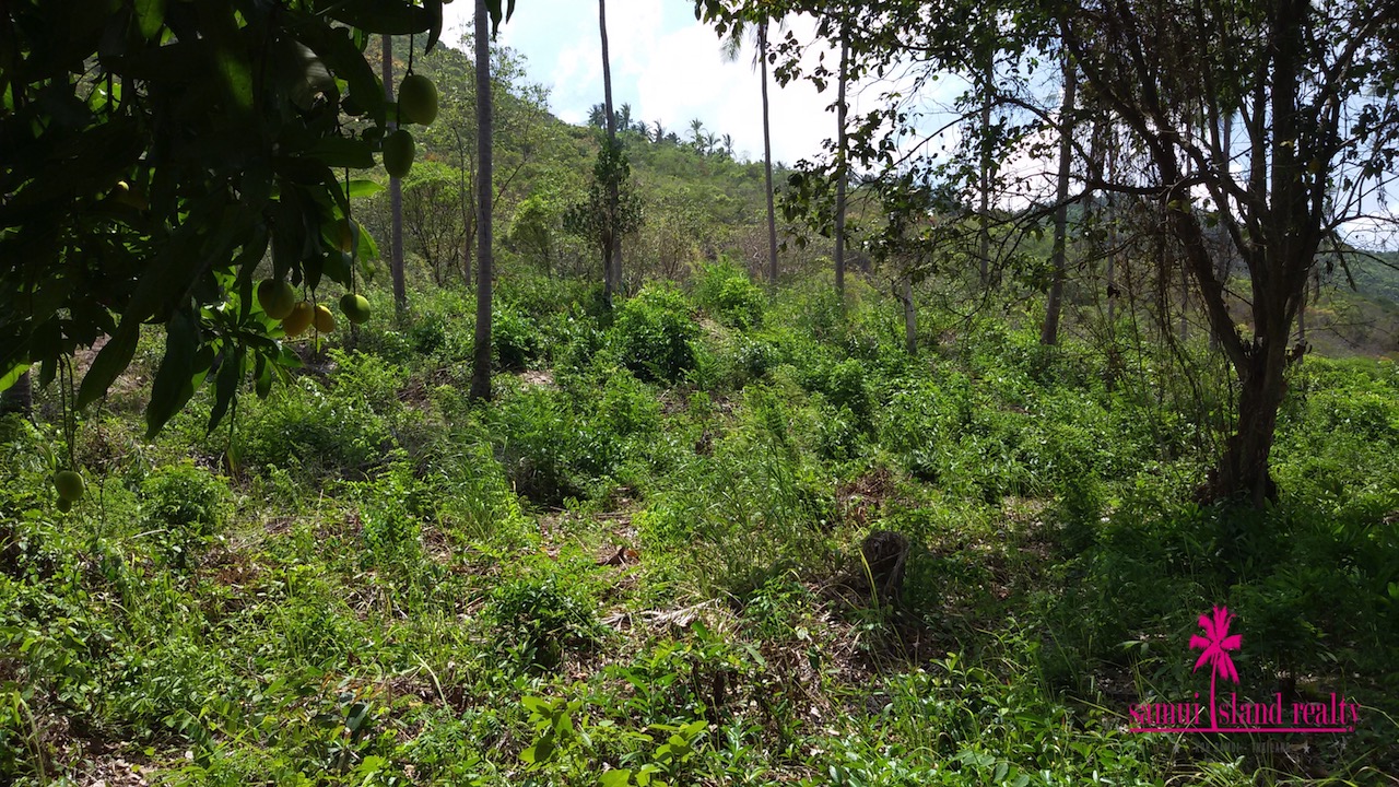Taling Ngam Sea View Land For Sale Koh Samui – image 2 Taling Ngam Sea View Land For Sale Koh Samui – Land in Koh Samui (photo 2)