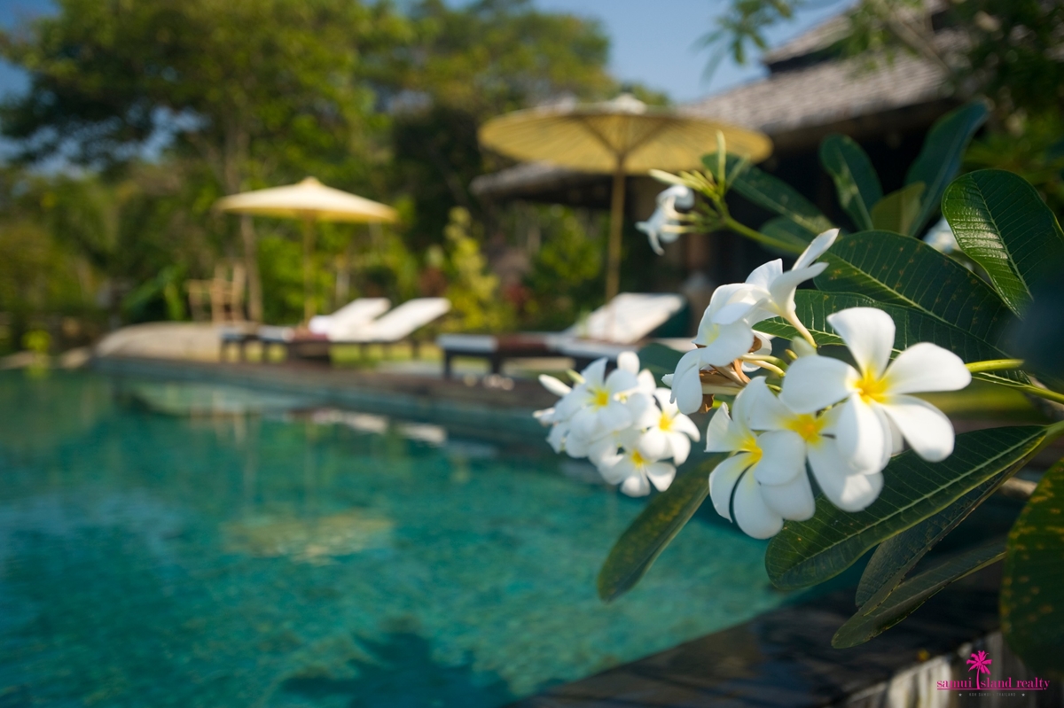 Villa Samudra For Rent Koh Samui Villa Samudra For Rent Koh Samui, Frangipani Flowers